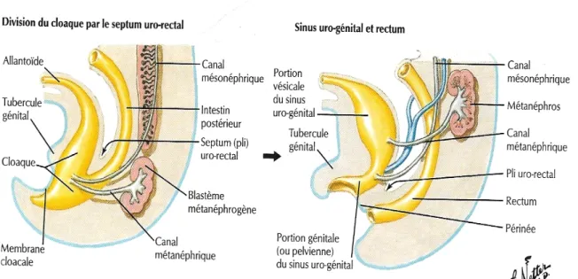 Figure  10 : Coupe sagittale de l'embryon humain   montrant les ébauches embryonnaires[9]