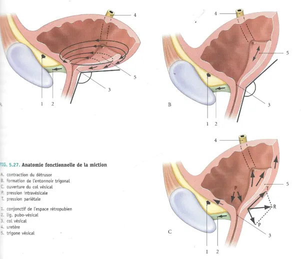 Figure 11: Coupe sagittale du bassin chez la femme montrant l'anatomie   fonctionnelle de la miction [7]  