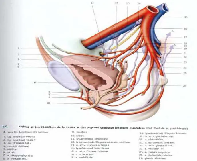 Figure 4 : Vaisseaux de la vessie et des organes génitaux internes chez L’homme . 