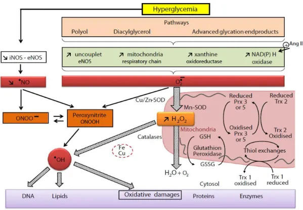 Figure 4. Hyperglycemia, induced oxidative stress. (Rochette et al., 2014) 