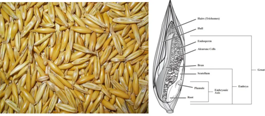 Figure 5. Oat seeds morphology. 