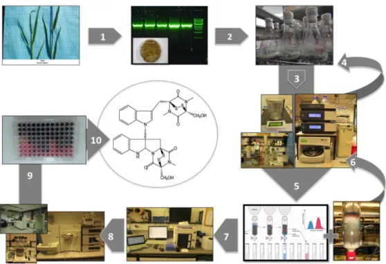 Figure  7.  Steps  to  isolate  natural  products  from  biological  material.  1:  isolation  and  taxonomic identification of endophytic fungi, 2: Fungi cultivation on a rice medium, 3: Extraction  and  analytical  characterization,  4:  Large  scale  of