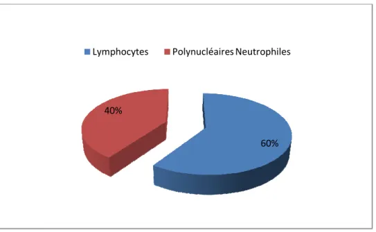Figure 8 : Répartition des Polynucléaires neutrophiles et des lymphocytes 