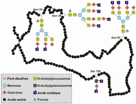 Figure 1 : Structure primaire de l'EPO endogène. [37] 