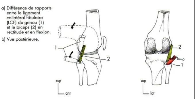 Figure 9 : différence de rapports entre les ligaments fibulaire du genou et le biceps en  rectitude et en flexion [7] 