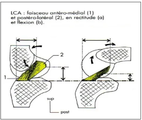 Figure 10 : faisceau antéro-médial et postéro-latéral en rectitude et en flexion [7] 