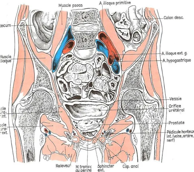 Figure 1 : Coupe frontale du petit bassin chez l’homme passant par le promontoire. 