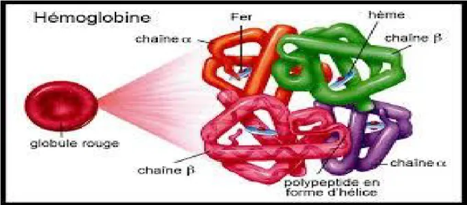 Figure 4 : Schéma d’une molécule d’hémoglobine [50]. 
