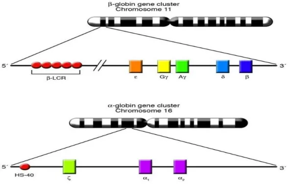 Figure 5 : Organisation chromosomique des clusters des globines α et β [22]. 