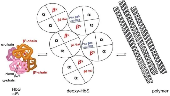 Figure 6 : Schéma de la polymérisation de l’HbS [54].