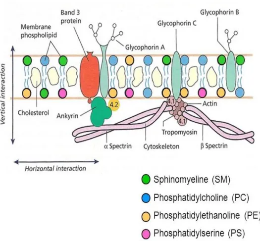 Figure 9 : Représentation schématique de la structure de la membrane érythrocytaire [95]
