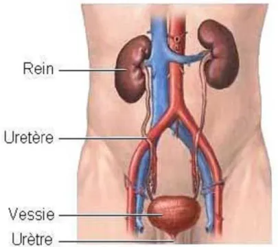 Figure 1 : schéma montrant l’appareil urinaire [10]. 