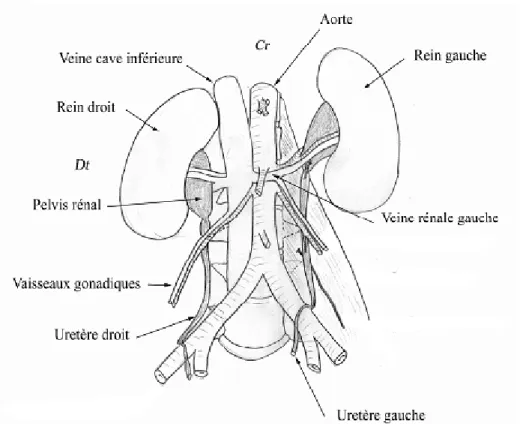 Figure 5 : Vue antérieure des uretères lombaires [8]. 