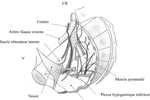 Figure 6 : Vue gauche d’une coupe sagittale du petit bassin montrant la portion   pelvienne de l’uretère[8]