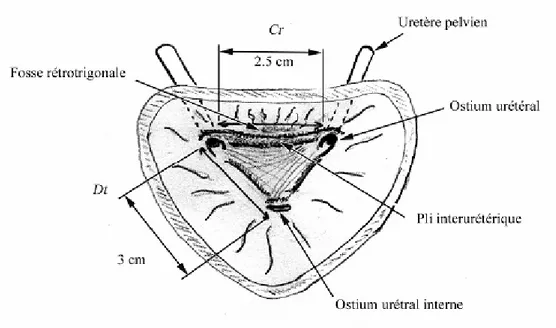 Figure 7 : Coupe frontale de la partie postérieure de la vessie montrant le trigone vésicale [8]