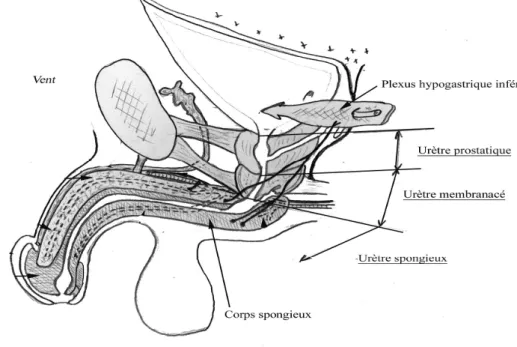 Figure 9 : Coupe sagittale de l’uretère masculin [8]. 