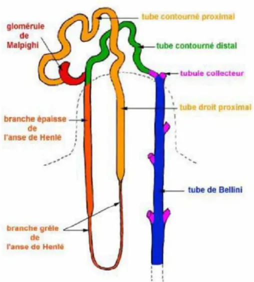 Figure 11: Organisation du tube urinaire [15]. 