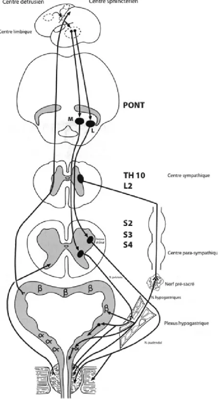 Figure 14 : Systématisation des voies et des centres nerveux impliqués dans le  fonctionnement du bas appareil urinaire