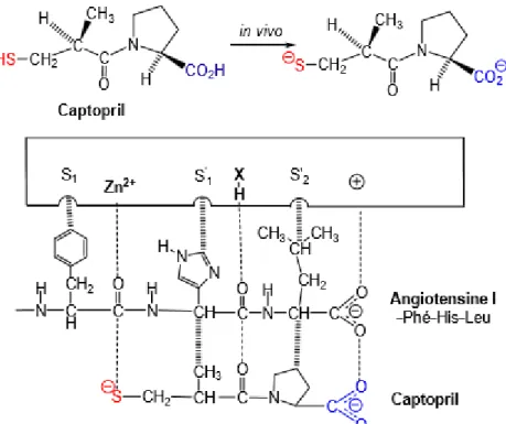 Figure 12 : Fixation du captopril dans le site actif de l’ECA 
