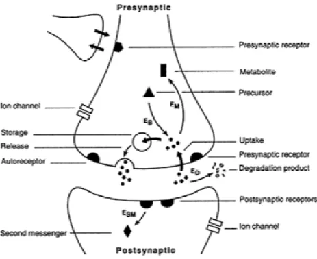 Figure 18 : Mécanismes d’activation des synapses 