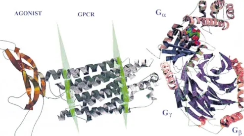 Figure 19 :Three-dimensional model of a GPCR interacting simultaneously with a protein agonist and  a G-protein trimer