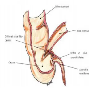 Figure 2: configuration interne du cæcum et de l’appendice vermiforme        