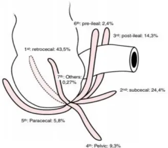 Figure 4: Variations de la position de l’appendice par rapport au cœcum[19] 
