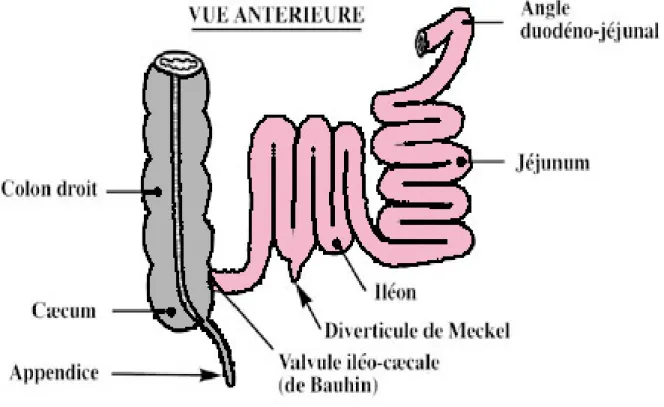 Figure 1  : Vue antérieure de l'intestin grêle. 