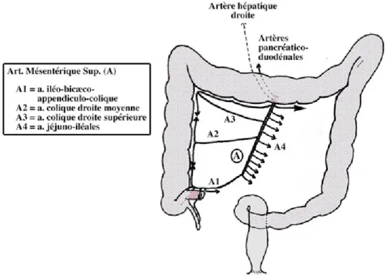 Figure 2 :  Schéma montrant la distribution de l’artère mésentérique supérieure 