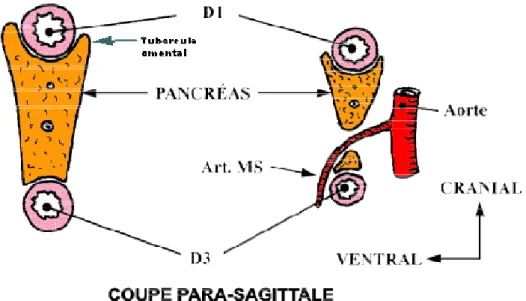 Figure 3 :  Schéma montrant le passage de la troisième portion du duodénum dans la pince  Aorto-mésentérique 