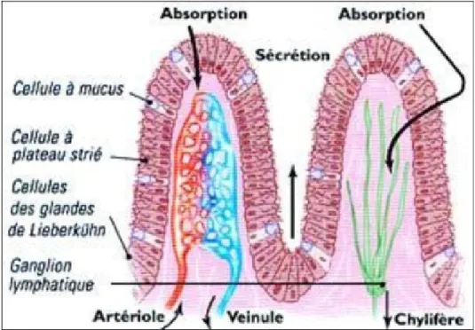 Figure 5 :  Schéma représentant l’aspect histologique de la muqueuse de l’intestin grêle