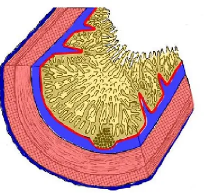 Figure 6 :  De dedans en dehors : villosités, valvule connivente, glande de LiberKun,  follicule lymphoïde, sous muqueuse, musculaire-muqueuse, musculeuse 