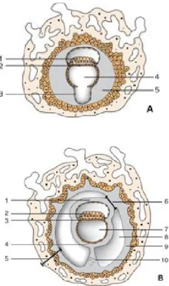 Figure 7 :  Deux schémas montrant le blastocyste et la mise en place des cavités  embryonnaires 