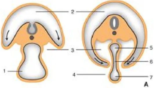 Figure 8 :  La délimitation  Coupes transversales de la région ombilicale. 