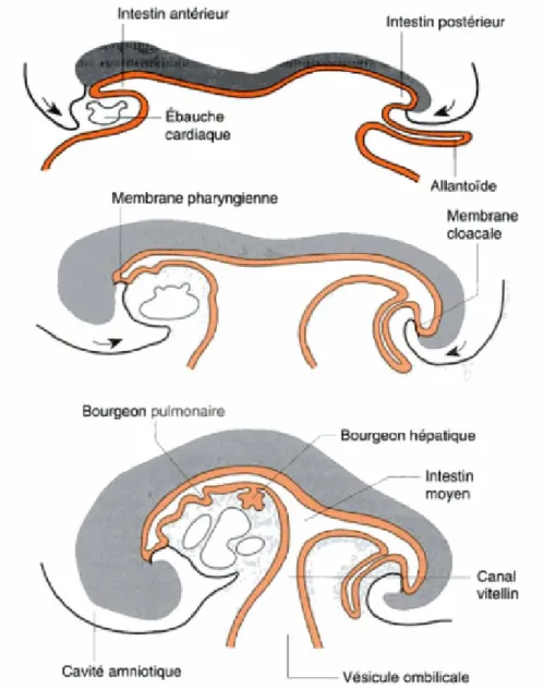 Figure 9 :  Stades successifs du développement du l’intestin primitif. 