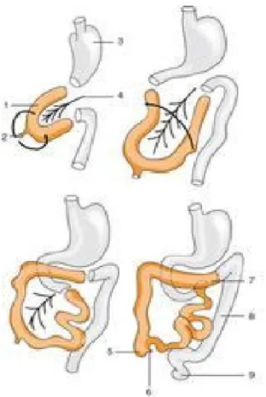 Figure 10 :  L’intestin moyen 
