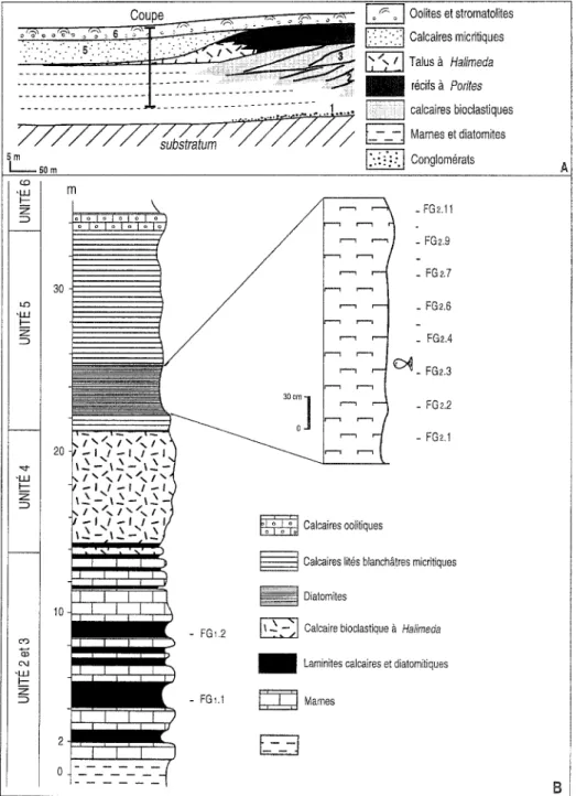 FIGURE 2 - A. Sch@ma g@n@ral d'or-  g a n i s a t i o n   des  unit4s  s6dimen-  t a i r e s   de  la  plate-forme  carbo-  nat~e  du  Murdjadjo