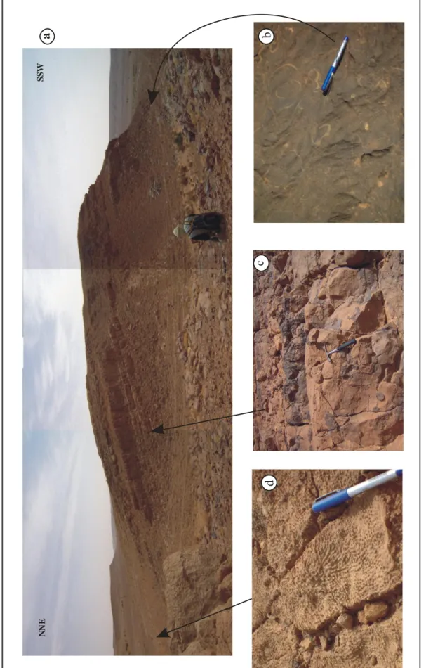 Fig. 17: Vue générale de la partie sommitale de la formation de Djenien (Hassi Arhlal 2) ; : niveau à Gigantoproductides; : Calcaires à silex; : Calcaires à polypiers coloniauxabcd