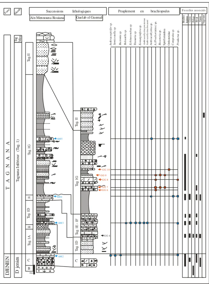 Fig. 30: Répartition latérale des unités lithologiques, des peuplements en brachiopodes et des fossiles  associés                                                     - Aïn Mennouna Rouiana - Guelab el Guemah - 