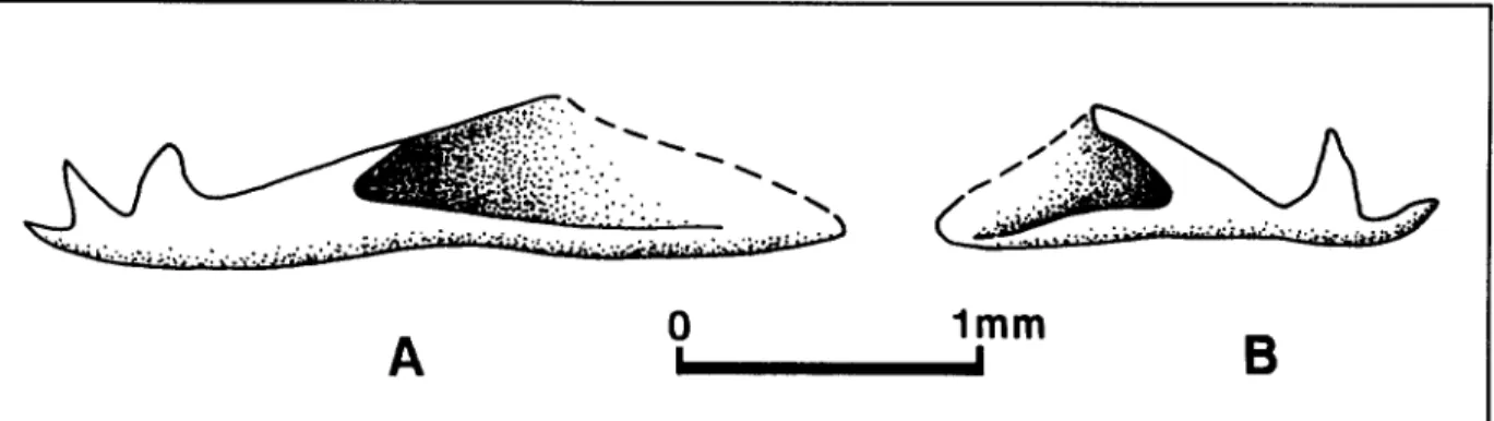 Figure  5.  Callionymus  cf.  pusillus  Delaroche.  Pattie  postdrieure  du  prdopercule
