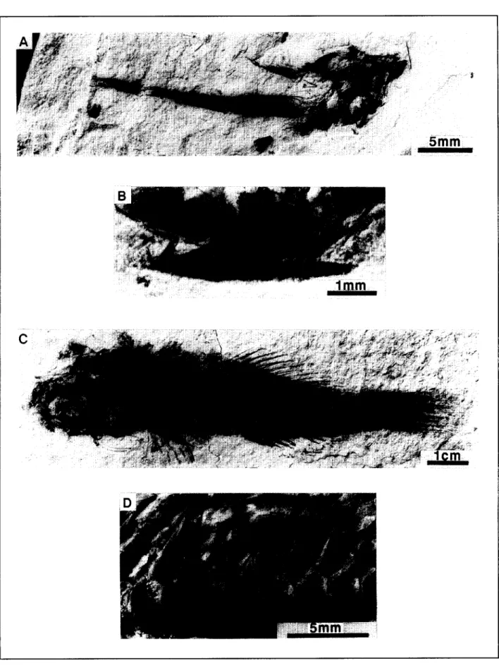 Figure  6.  Poissons messiniens  de la  Chabet  Beida  (Djebel Murdjadjo).  (A)  Callionymus  cf