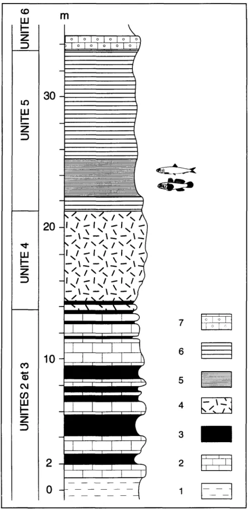 Figure  2.  Coupe  m o n t r a n t   la position  du  niveau  fossilif~re  ~  poissons  p a r   rapport  aux  autres  unitds sddimentaires messiniennes  affleurant dens le ravin de la Chabet Beida
