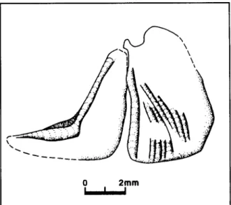 Figure 3.  Sardina crassa  (Sauvage).  Prdopercule et opercule  du specimen MNHNP MAC-30 o, conservd ~ Paris, ~ I'lnstitut  de Paldontologie du Musdurn national d'Histoire naturelle
