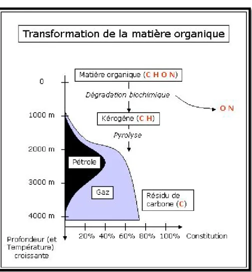 Figure 2.1 .La transformation de la matière organique. 