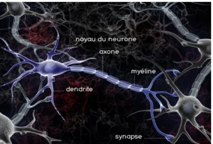 Figure 6 : Schéma d’un neurone 101 . Les neurones ont pour principal rôle la transmission   des   messages   nerveux,   ils   sont   reliés   par   des   synapses   (10000 synapses par neurone)