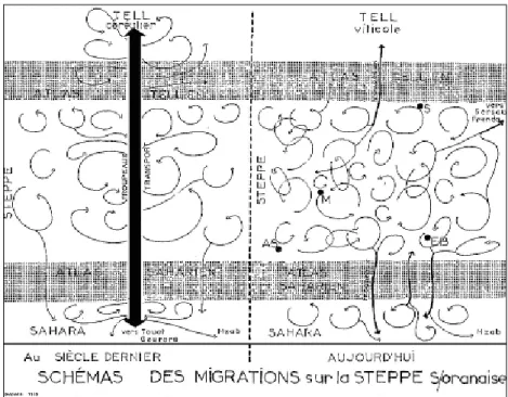 Fig. n°6 : Schéma de migration sur la steppe Sud oranaise 