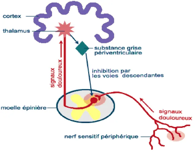 Figure 2 Schéma du trajet de la douleur  4.4. La transmission périphérique : 