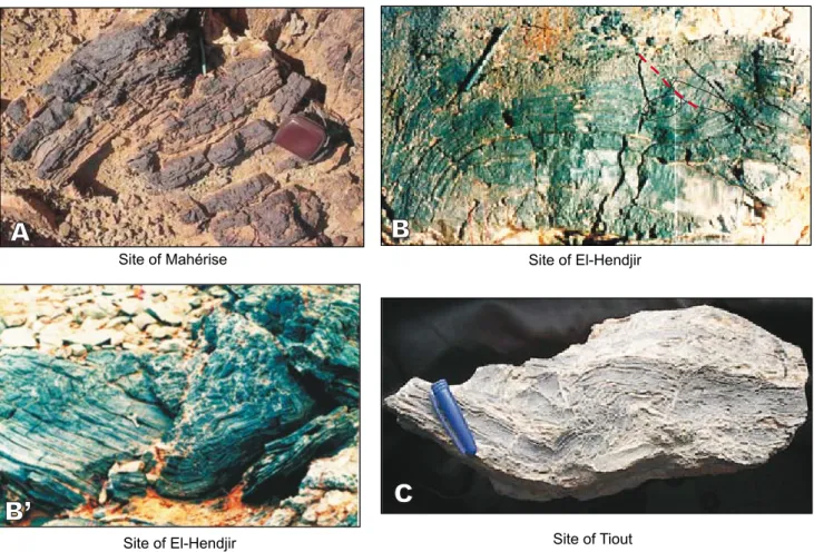 FIGURE 7. Syn-sedimentary tectonics. A) Argillaceous limestone showing ductile tectonics; B, B’) Black clay-siliceous limestone with the laminar  stromatolitic structure showing the disruption of sedimentary layers with reverse fault; formation of monogeni