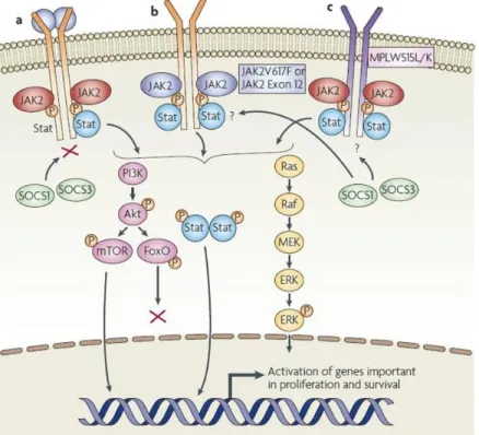 Figure 2. Effets de l'activation permanente de l'activité kinase de JAK2 sur les voies de signalisation dépendantes  de JAK2