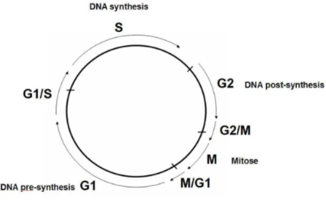 Figure 2.1 – Processus de la division cellulaire